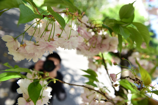 盛开的樱花