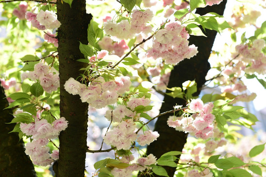 樱花花枝