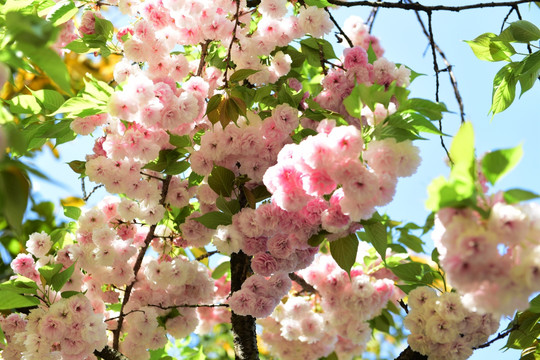 樱花花枝