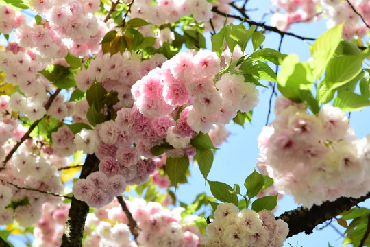 樱花花枝