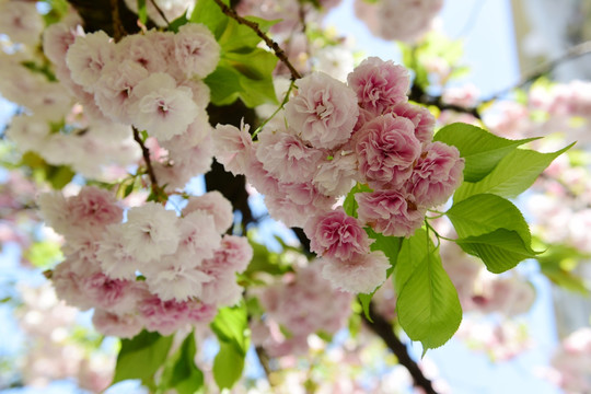 樱花花枝