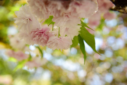 樱花花枝