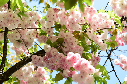 樱花花枝