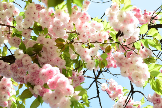 樱花花枝