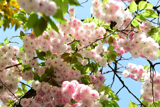 樱花花枝