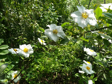 荼靡花