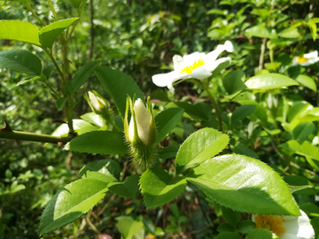 金樱子花