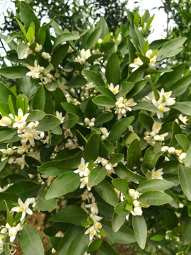 橘子花