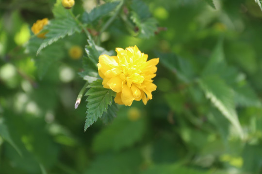 花特写