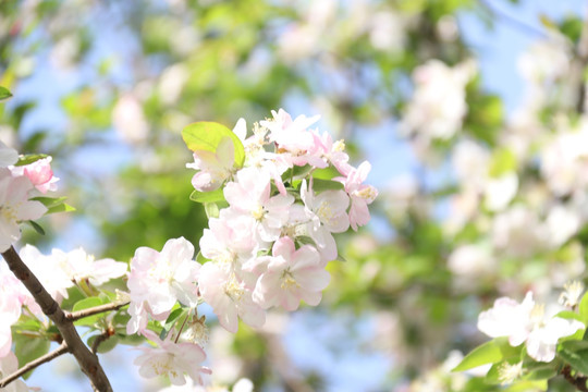 春花烂漫