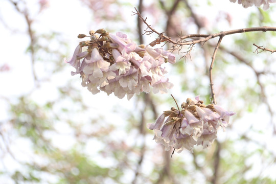 梧桐花