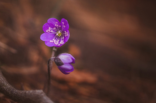 小紫花