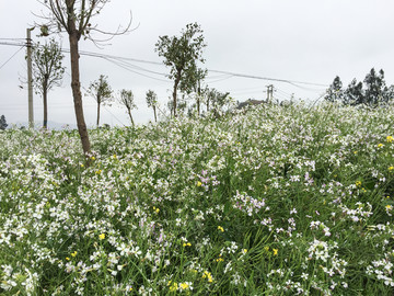 花丛