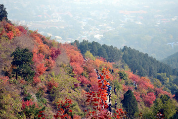 国庆 北京 香山红叶