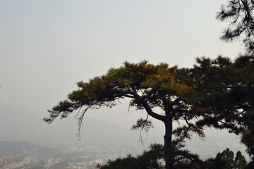 北京 香山 松树