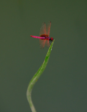 红蜻蜓