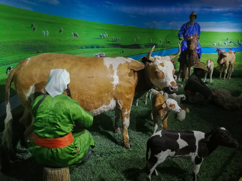 草原挤牛奶的蒙古族