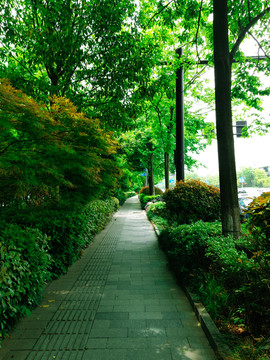 湿地风景