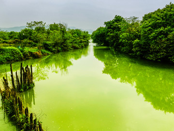 湿地风景