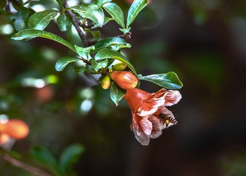 石榴花开