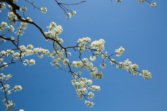 梨花 梨花树