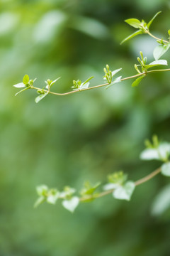 含苞欲放的金银花