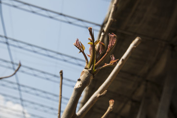 香椿芽