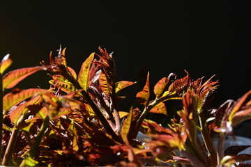 香椿芽