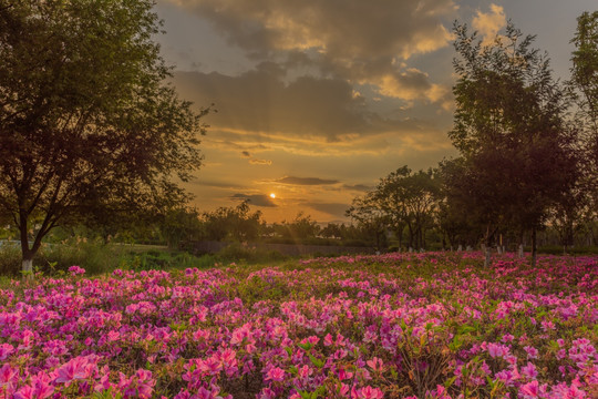 杜鹃花