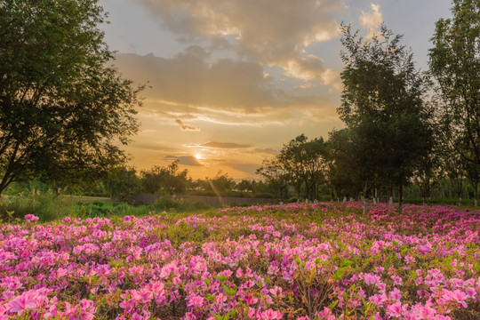 杜鹃花