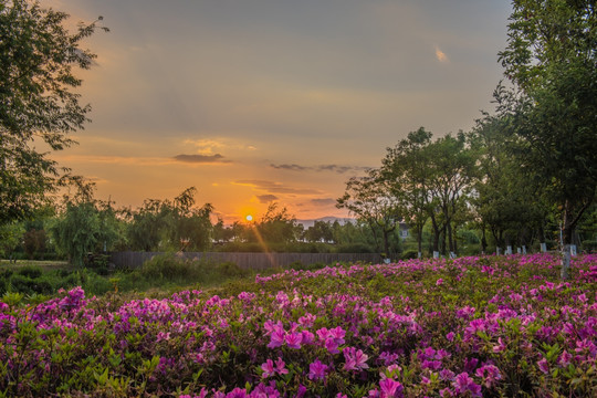 杜鹃花