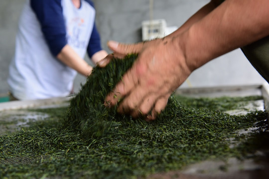 传统文化炒茶茶叶