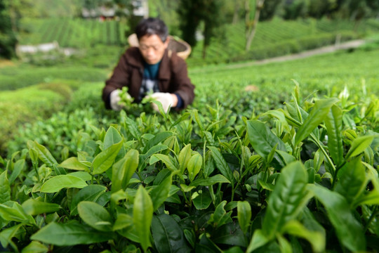 有机茶园