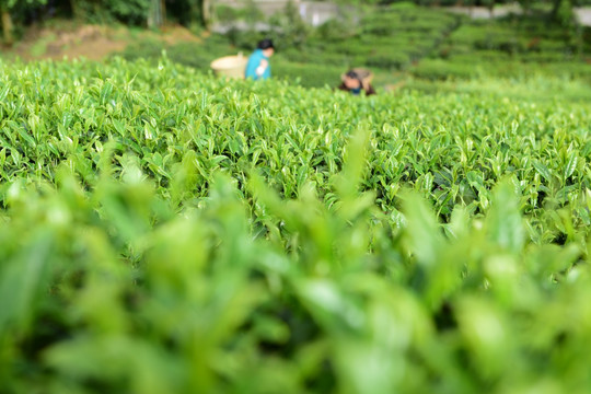 有机茶园