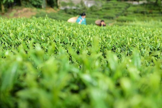 有机茶园