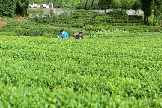 茶山采茶