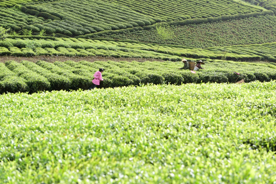 茶山采茶