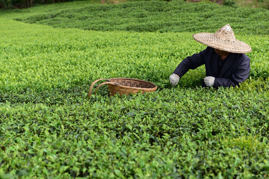 茶山采茶