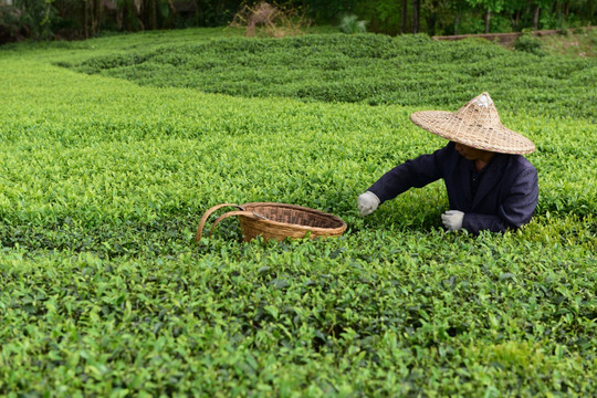 茶山采茶