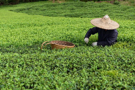 茶山采茶