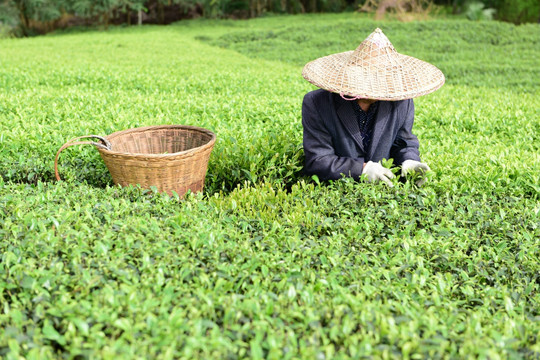 茶山采茶