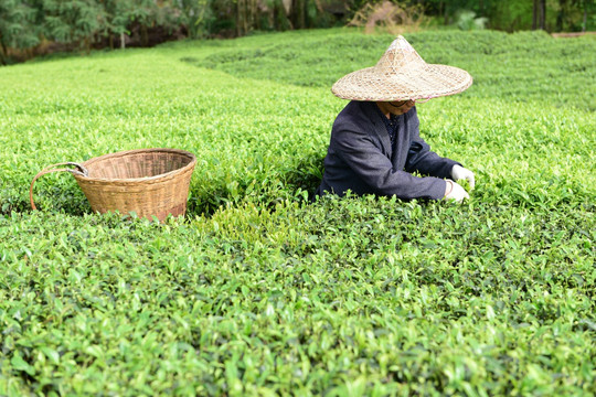 茶山采茶