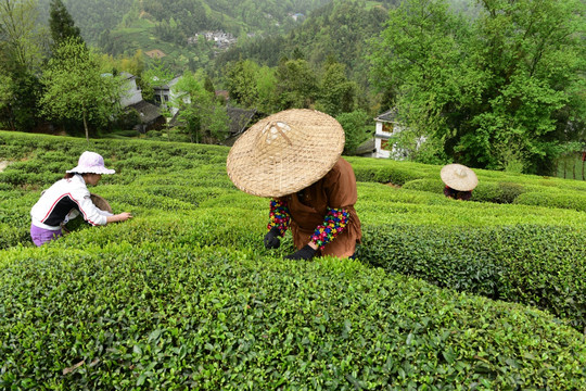 茶叶采摘