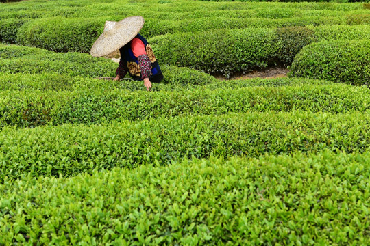 茶叶采摘