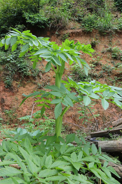 白芷植株