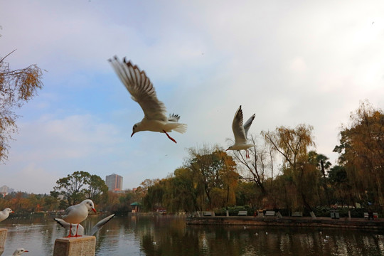 昆明翠湖