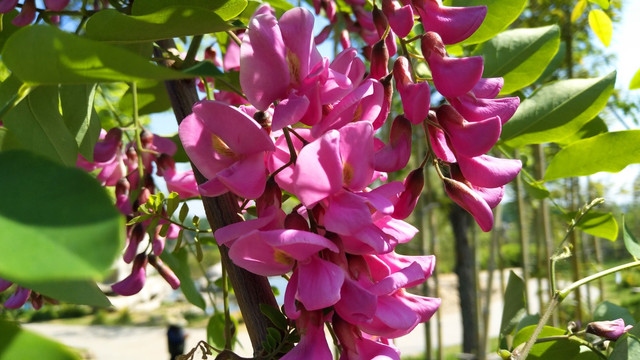 香花槐 紫色槐花