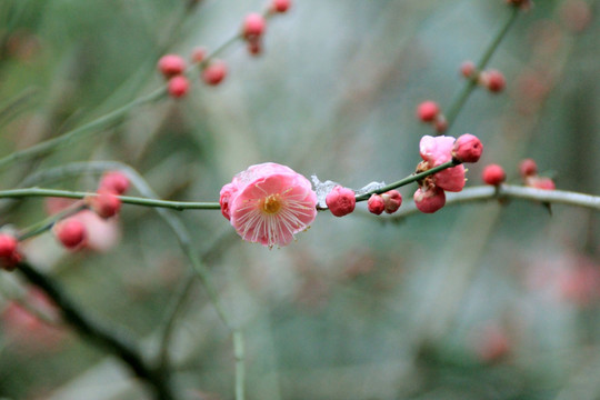 梅花