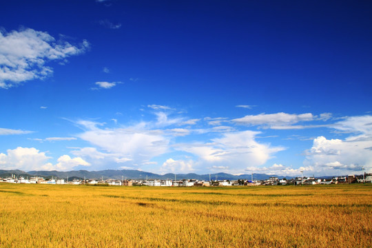 迷人的乡村风景