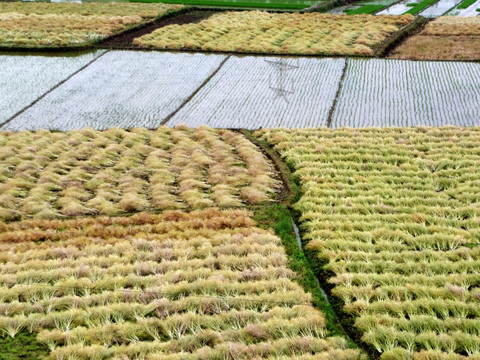 油菜丰收